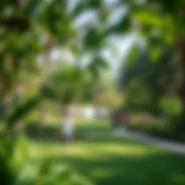 Tranquil park oasis in the heart of Dubai with lush greenery