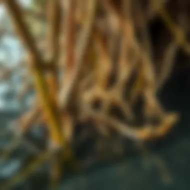 Close-up of mangrove roots submerged in water, highlighting their unique structure and ecological role