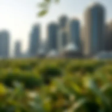 Landscape of urban Dubai with the Eastern Mangroves in the foreground, illustrating the balance of nature and urbanization